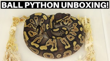 Ball Python Unboxing From DnK Reptiles! Phantom Ball Pythons! - Benjamin