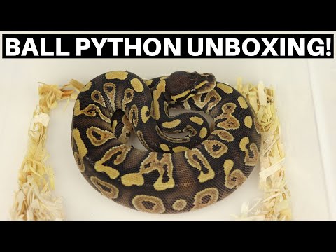 Ball Python Unboxing From DnK Reptiles! Phantom Ball Pythons! - Benjamin's Exotics