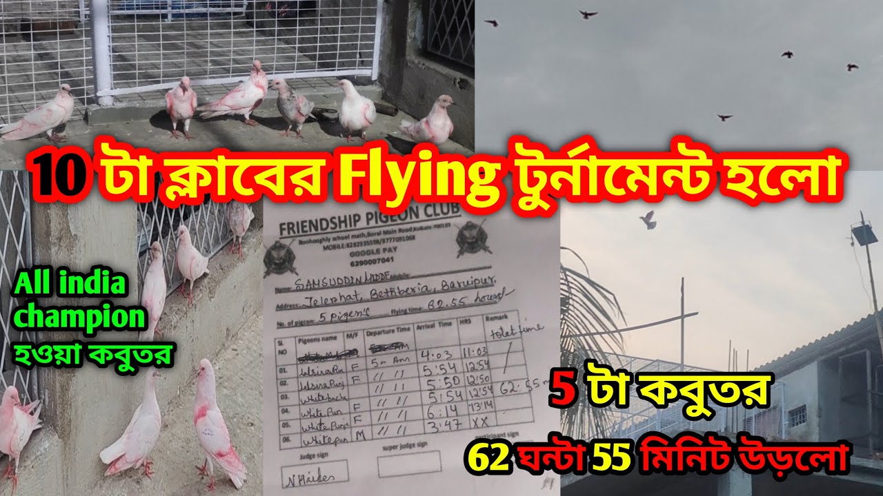 ALL INDIA চ্যাম্পিয়ন হওয়া কবুতর 10 টা ক্লাবের PIGEON FLYING TOURNAMENT ভিডিও প্রথমবার আনলাম​⁠