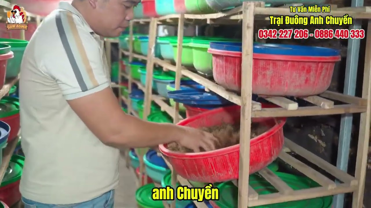 Trại giống đuông dừa f1. Bên e chuyên cung cấp con giống và bao tiêu 300k/1kg. Lh. 0886440333