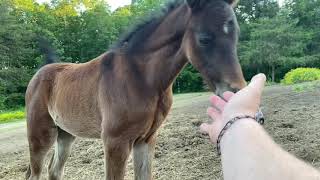 Mom, Filly and another Mare