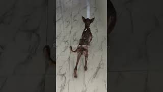 “Needs treatment now” #usa #puppy #guitar #cover #vocal #cute #doglife #dog #pup #cutepup #puppers