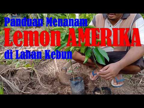 Video: Apa Itu Lemon Manis - Ketahui Cara Menanam Pokok Jeruk Ujukitsu