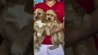 cocker spaniels #dog #puppy  #cockerspaniel