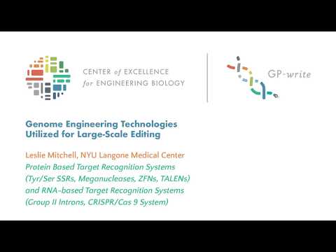 Genome Engineering Technologies Utilized for Large-Scale Editing | Leslie Mitchell