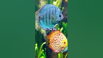 Top 10 Loài Cá Cảnh Đẹp Nhất Việt Nam #shorts #fish