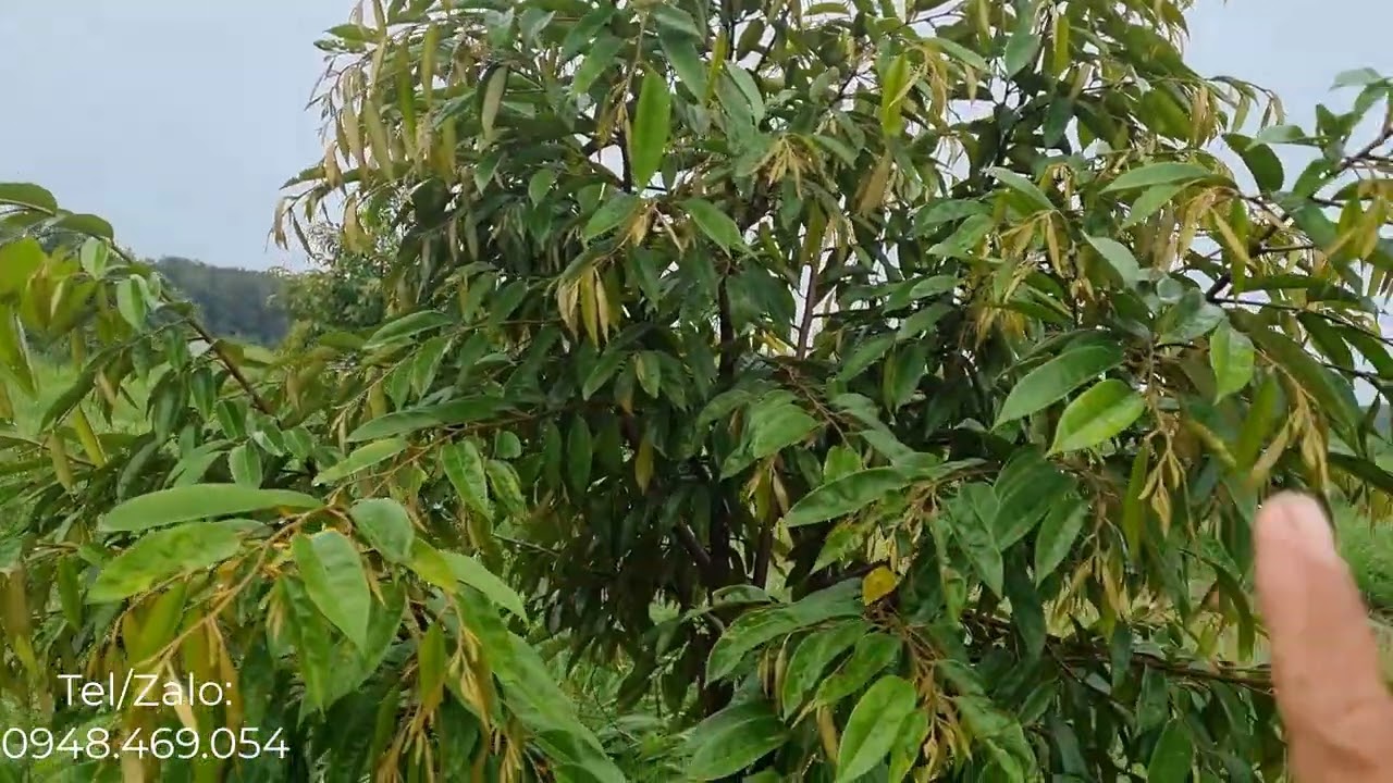 Chăm sóc sầu riêng thời tiết mưa dầm | CÂY TRỒNG VÀ CUỘC SỐNG