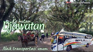 Backpacing Ke Hutan Djawatan Benculuk Banyuwangi Naik Bus Jurusan Yogyakarta | Emang Bisa?
