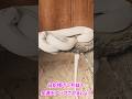 ⚠️瞬間開運✨この白蛇様を見たら金運アップ✨見るだけで願いが叶う「金運アップ」赤水蛇石神社 #ヒカリTube #遠隔参拝