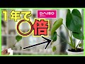 【観葉植物】100均4種類モンステラやカポック、サンスベリア、サボテンを一年育てて大きくしてみた！【100円ショップのダイソー】