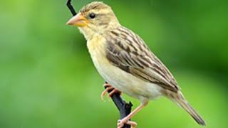 Suara burung Manyar ribut gacor
