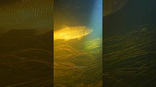 Кутум - Подводная охота | Дагестан