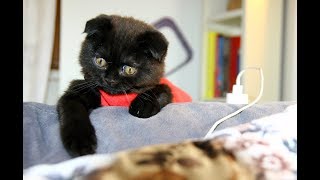 Смешной кот Барсик играет в футбол! Чемпионат мира по футболу 2018! 0+ Смешной кот Барсик играет в футбол! Чемпионат мира по футболу 2018! 0+