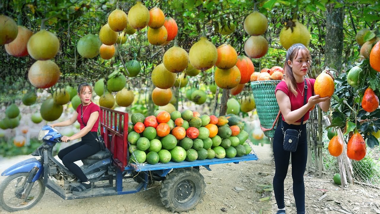 Use 3-wheeled Vehicle Harvesting Many GAC Fruit Go to market sell - Giang Thi Ca