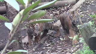 走る！じゃれる！スマトラトラの赤ちゃん「アロナ・アバディ・マクムル」（上野動物園）Sumatran Tiger Cubs by manyamou 202 views 3 weeks ago 3 minutes, 2 seconds