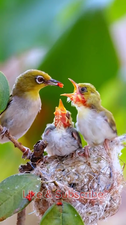Suara Pikat Pleci yg sudah tau pulut,,dijamin nempel,,,, #pikat #pleci #plecibuxtoni #suaraburung