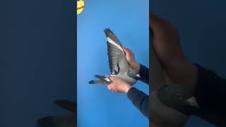 DirkVanDyck BE20 6103173