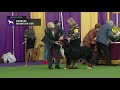 Bernese Mountain Dogs | Breed Judging 2019