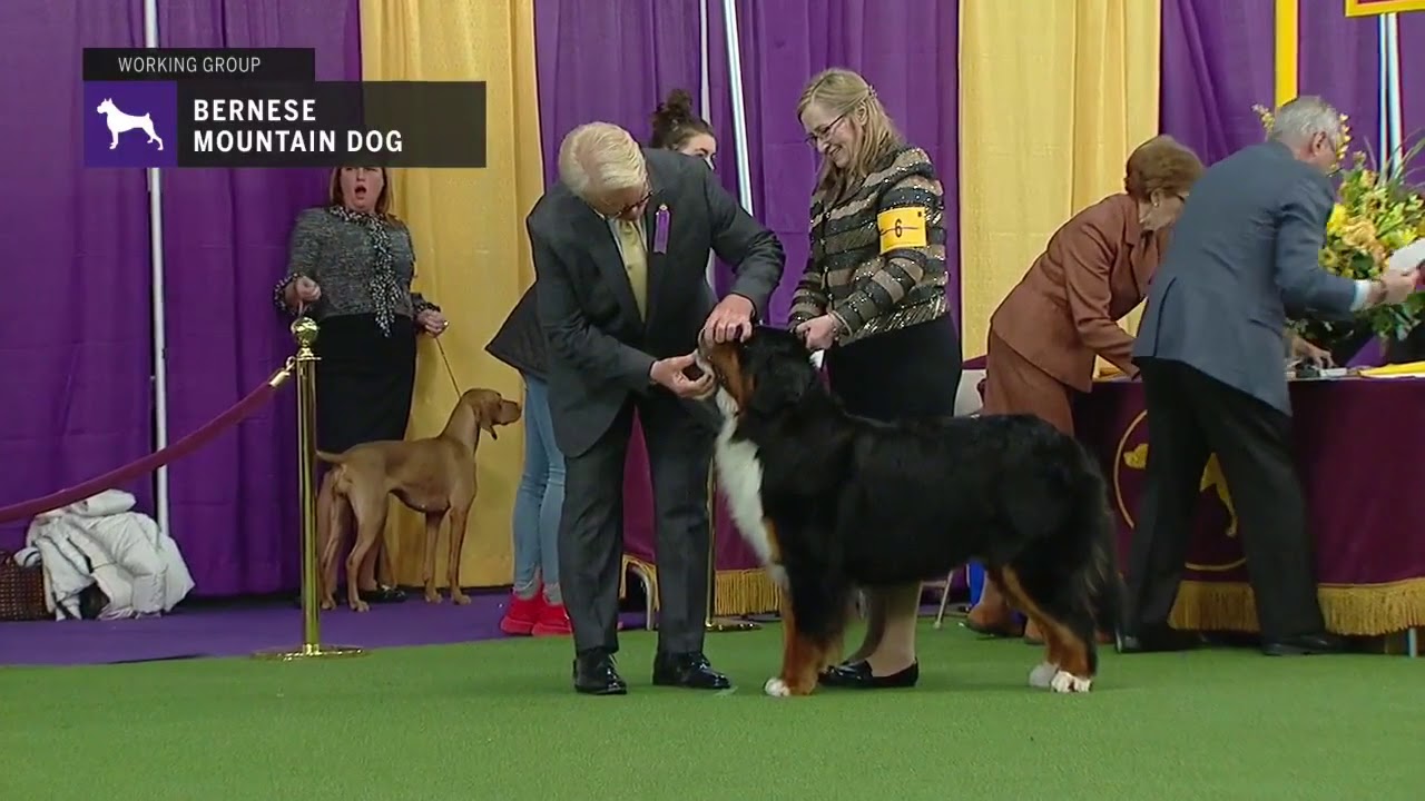 westminster bernese mountain dog