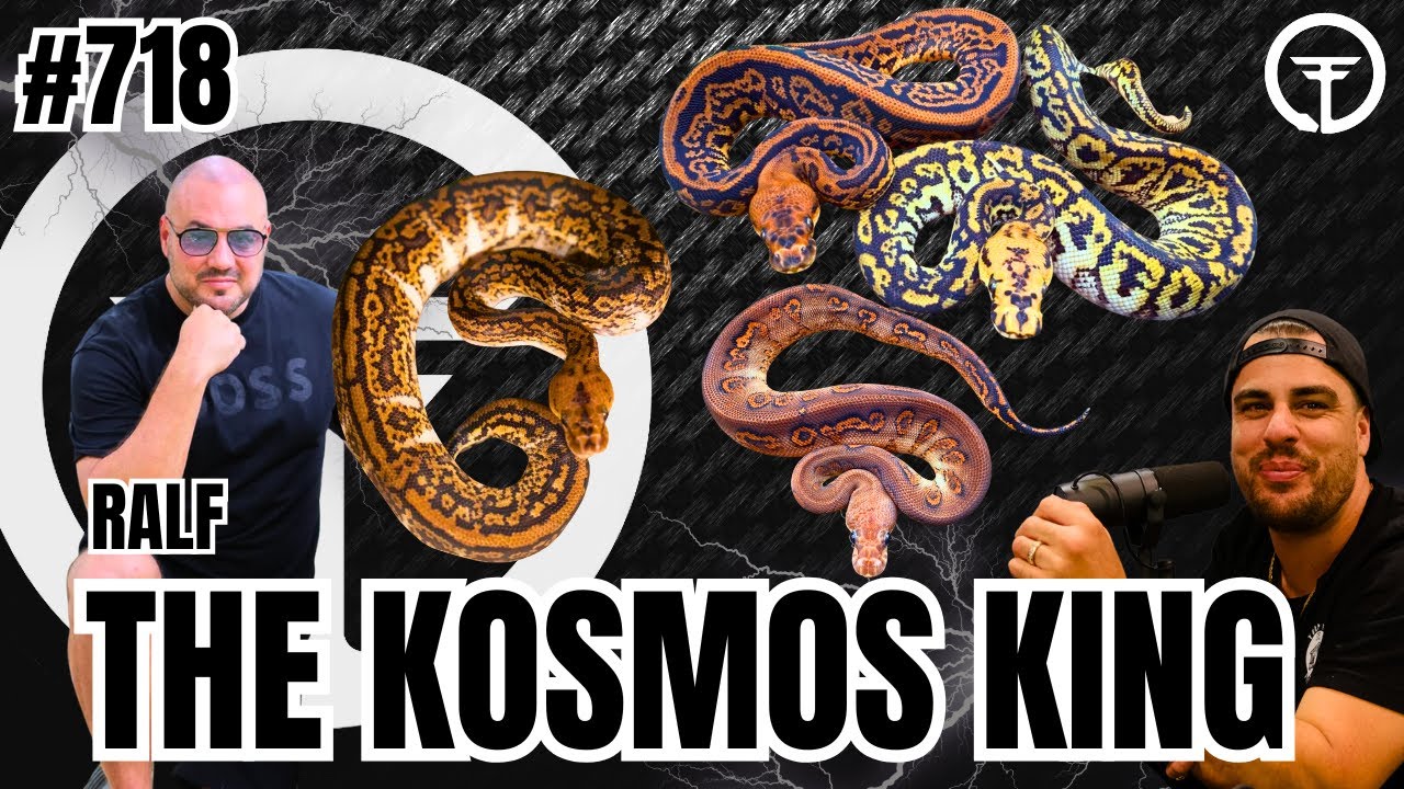 The Truth About Kosmos & What The Future It Holds In High End Ball Python Projects | Trap Talk