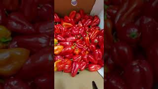 chilli verde # fresch peper# from pakistan#انواع اشطه #انواع فلفل حار#shorts#