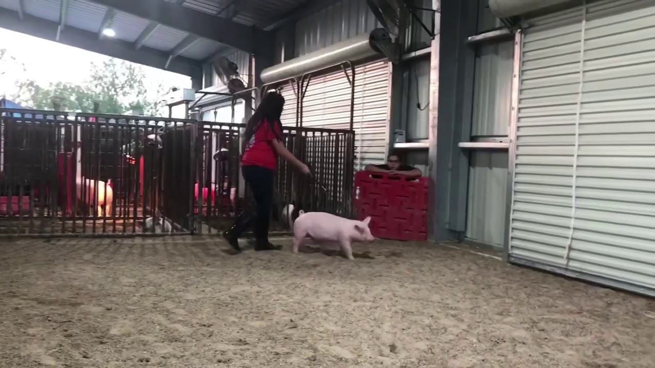 Chester White Gilt Walking With Head Up