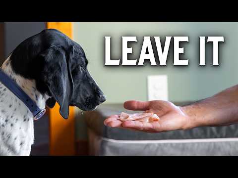 Teach Your Dog Impulse Control Today
