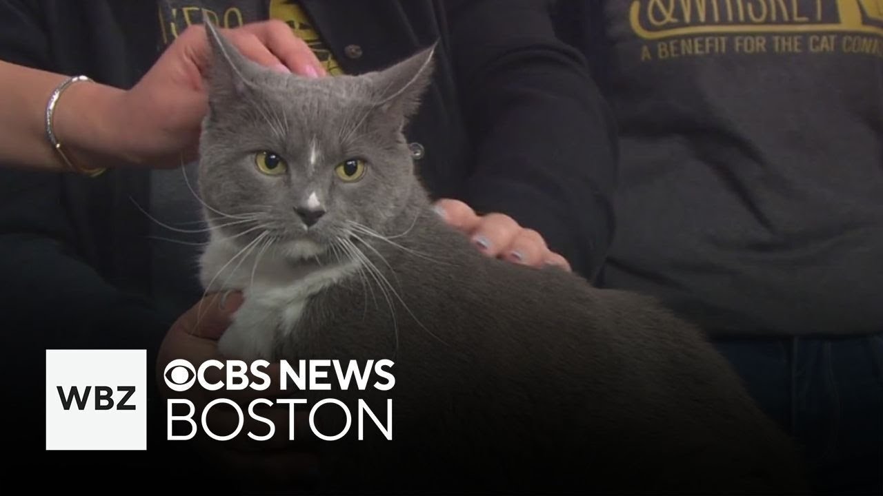 Bonded trio and two young kittens up for adoption through The Cat ...