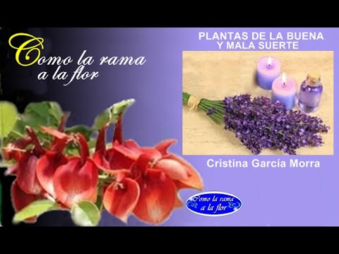 Plantas De Buena Y Mala Suerte Youtube