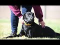 Pet of the Week: Ruger -- 10.17.18