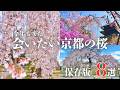 【京都の桜8選】今年もまた会いたい京都の桜｜本当に美しい名所まとめ｜京都御苑・平安神宮・哲学の道・原谷苑・仁和寺他