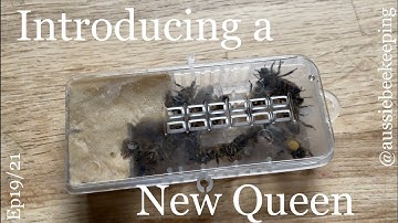 Aussie Bee Keeping - Introducing a New Queen into A Split Nucleus - 7th Nov 2021