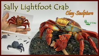 Sculpting Sally Ligthfoot Crab (Grapsus grapsus)_polymer clay_how to sculpt a crab_Life of Clay