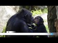Informativos TELECINCO: Chimpancé "huérfano" es adoptado en BIOPARC por otra familia de su especie