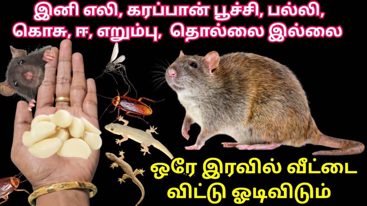 Попробуйте добавить туда чеснок, и тараканы, ящерицы, крысы и комары разбегутся за одну ночь. #со...