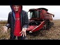 Her FIRST corn harvest. Vlog 366