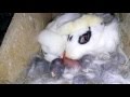 Rabbit birth uncensored / Роды кролика без цензуры