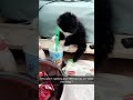 Kitten Fails