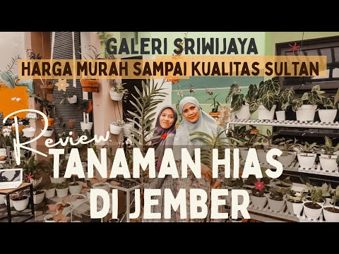 Tanaman hias di Jember harga murah sampai kualitas sultan Review + Workshop with team