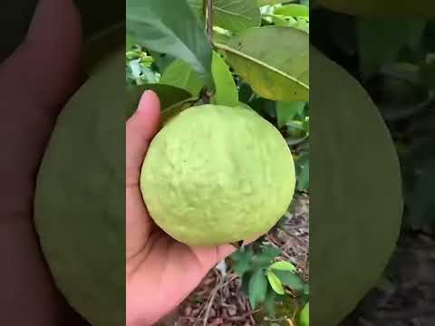 APRENDA A FAZER MUDAS DE GOIABA.