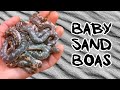 Our Snake Had Babies Without A Male?! PLUS ANNOUNCING GATOR TOOTH GIVEAWAY!!!
