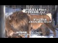 旭山動物園　レイを舐めるオリト甘え上手なレイ　オリトに怒られるとイオママに言いつけに行くイト　オリト＆イオちゃんファミリー