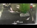 白メダカの交尾と産卵
