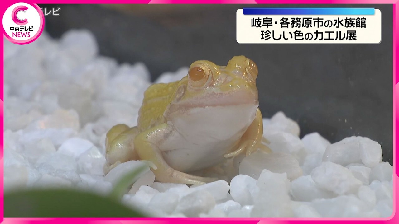 Rare blue and white frogs on display at Aqua Totto Gifu in