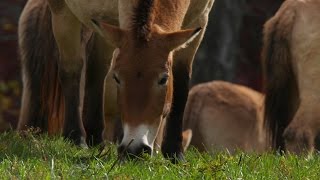 Wild Inside the National Zoo: Saving the Last Wild Horses