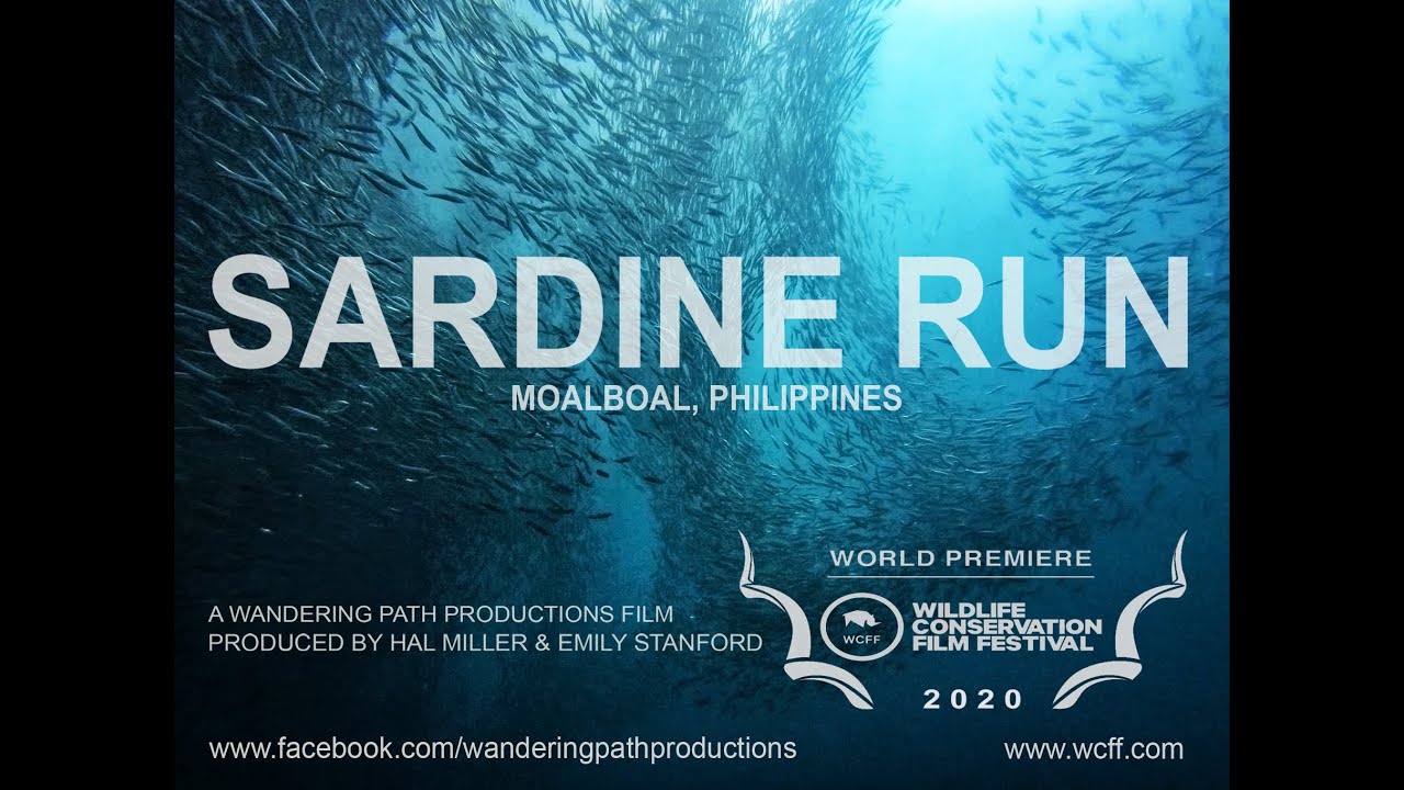 Sardines of Moalboal -- Short cinematic documentary