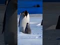 Самый крупный пингвин Антарктики! #shorts  #акула #птица #птицы #львы #тигры #акулы  #волк #гиена