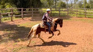 GIVING UP on the WILD HORSE? | Taming A Wild Horse [EP20]