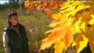 Want To See Peak Fall Colors? Here Are Some Tips