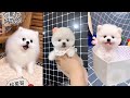 Tik Tok Chó phốc sóc mini Funny and Cute Pomeranian Videos #9